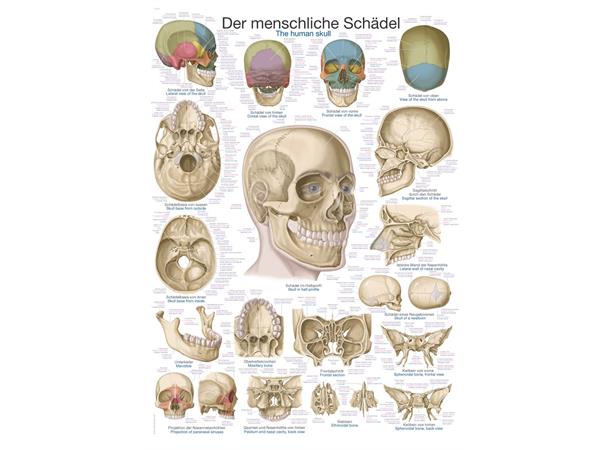 Plakat The Human Skull AL103